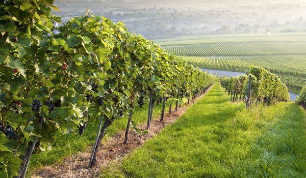 Sterling Vineyards at Calistoga