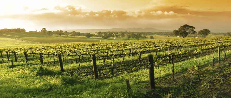 Sterling Vineyards at Calistoga