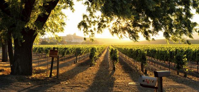 Escape to Wine Country 1